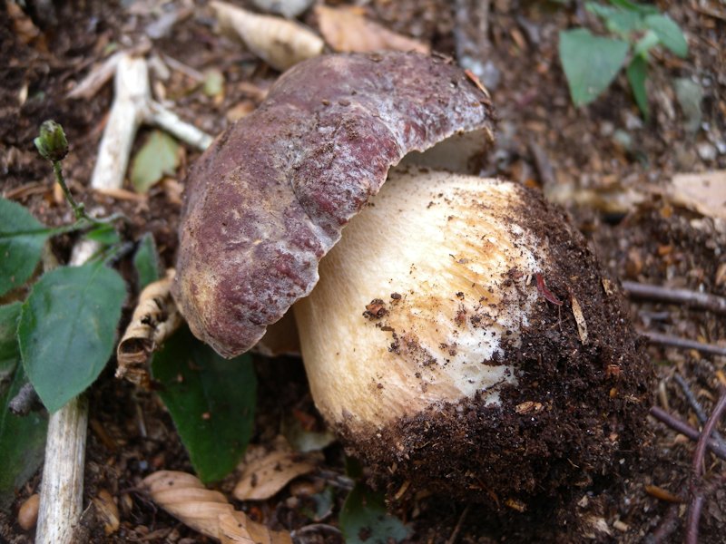 Funghi dall''Appennino